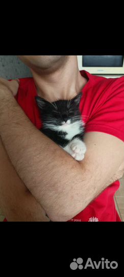 Котенок 3 месяца