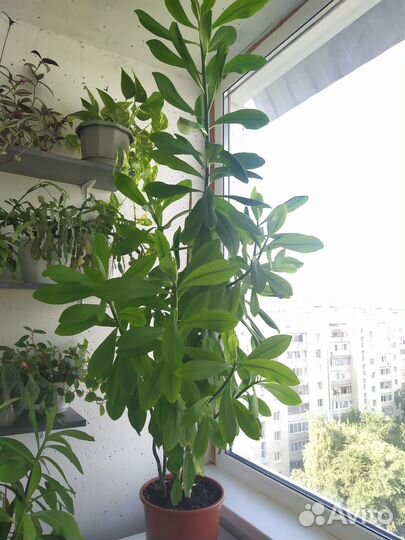 Синадениум granta (