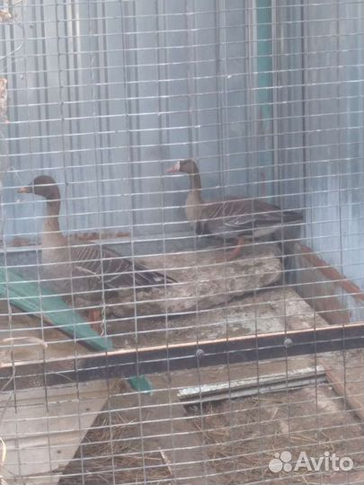 Подсадные гуси