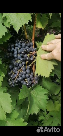 Виноград