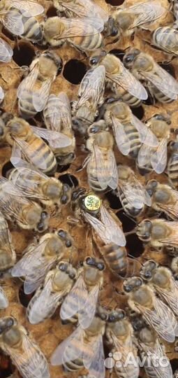 Пчеломатки Бакфаст ф1 карника ф 1