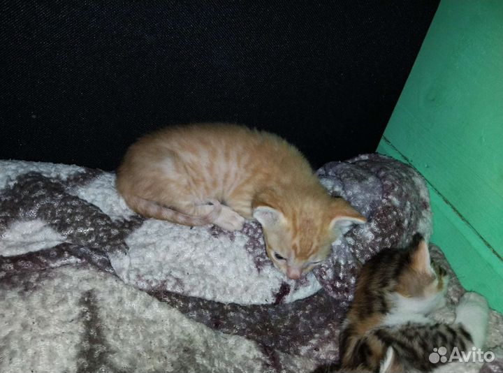 Канадский сфинкс