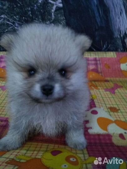 Померанский шпиц mini