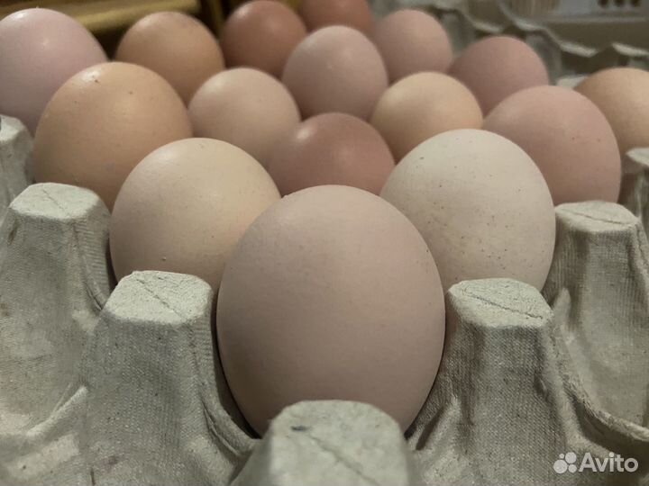 Инкубационное яйцо: кучинская юбилейная