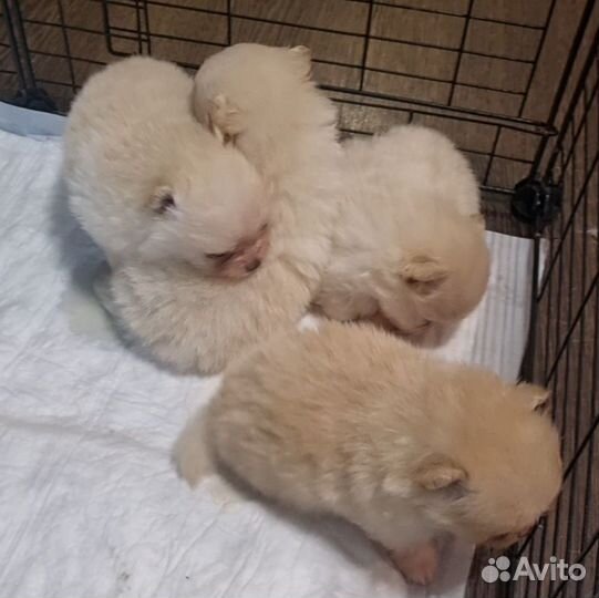 Померанский шпиц мини