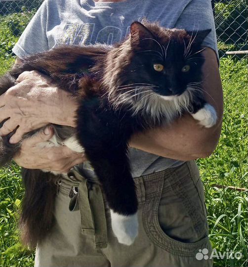 Котенок 7 месяцев