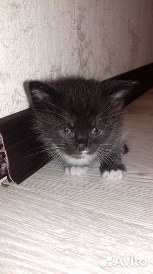 Котенок в добрые руки