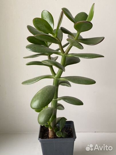 Денежное дерево толстянка крассула