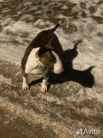 Стандартный бультерьер