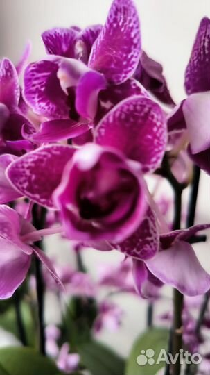 Орхидеи фаленопсис пелоры