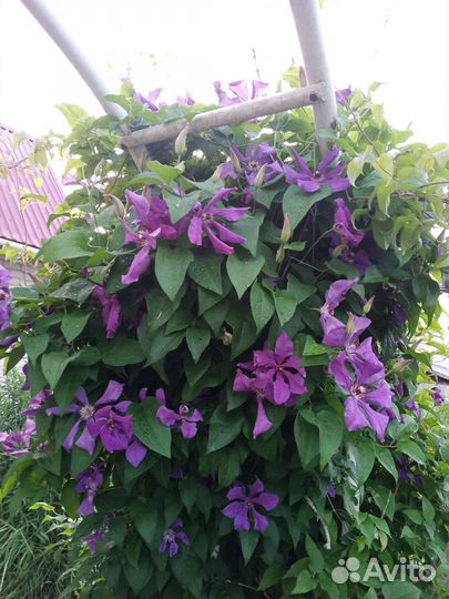 Саженцы клематиса
