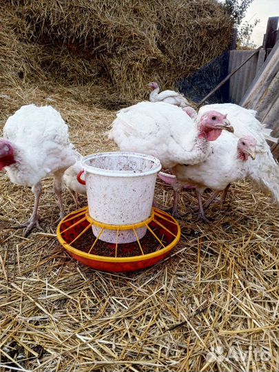 Продам мясо индюков