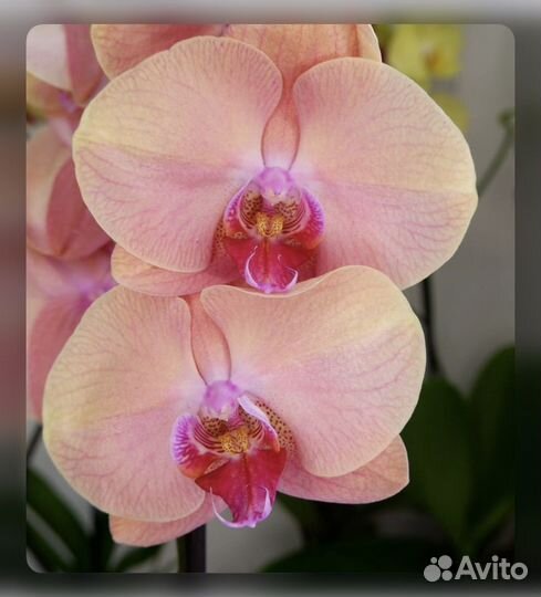 Орхидея фаленопсис