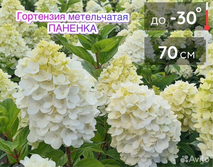 Гортензия панателла