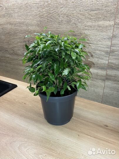 Фикус Кинки Грин