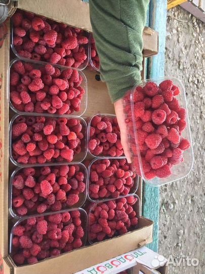 Саженцы малины