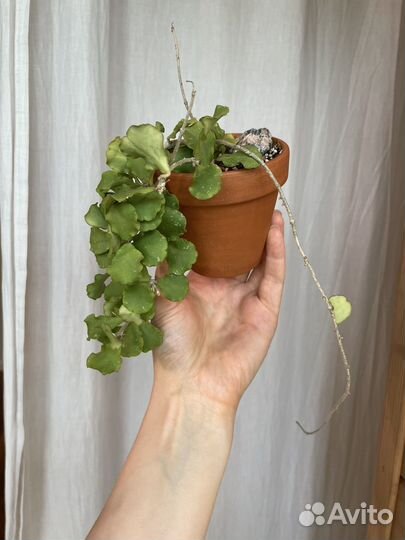 Хойя kanyakumariana (обмен)