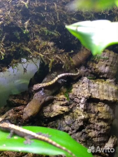 Геккон лугубрис