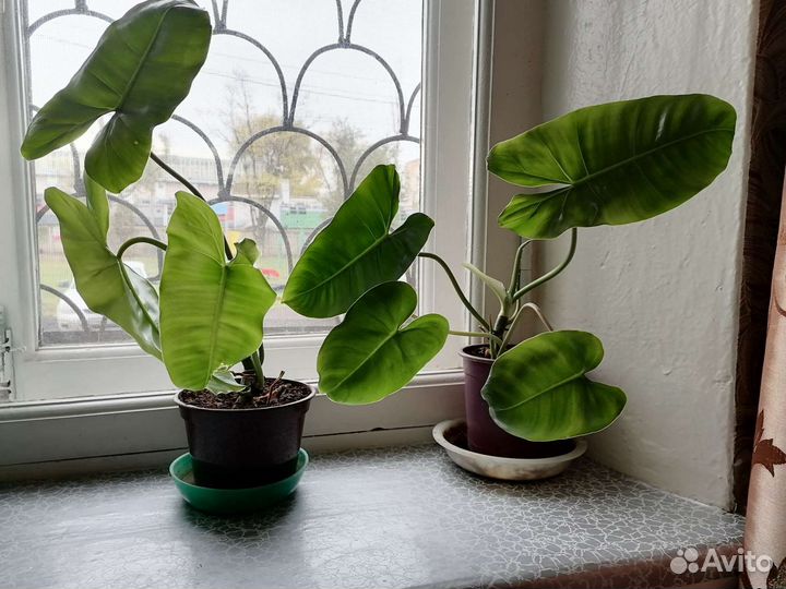 Комнатные цветы