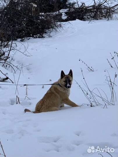 Собаки, щенки