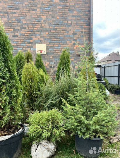 Можжевельник Андорра Компакт