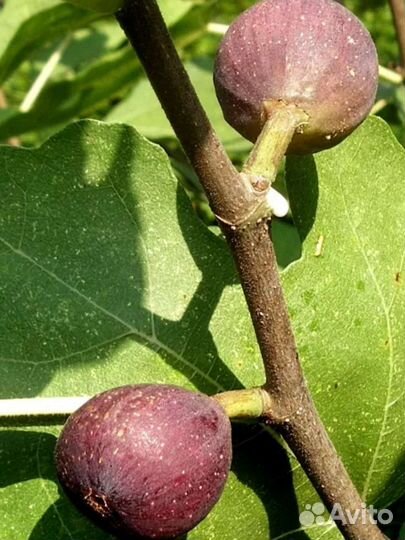 Чапла, Закавказский розовый, Брунсвик