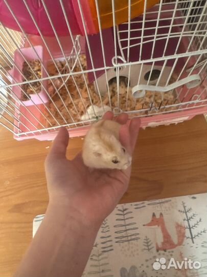 Хомяк с клеткой