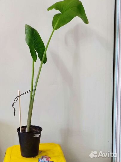 Калла эфиопская корневищная