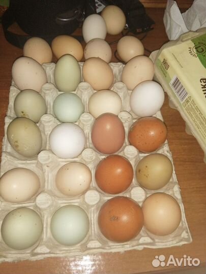 Инкубационное яйцо микс