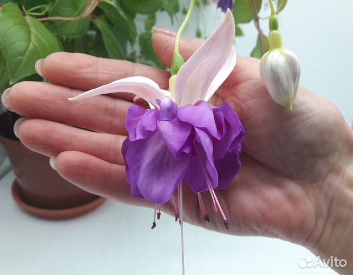 Сортовые фуксии