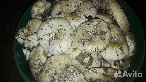 Белый груздь,волнушка