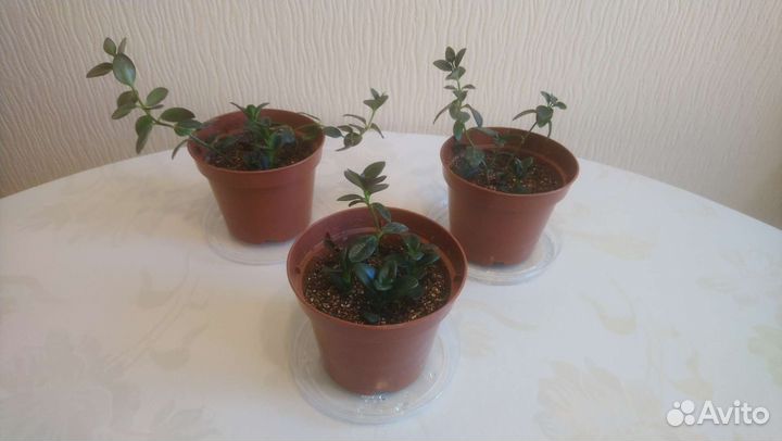 Гипоцирта. Комнатные растения, цветы