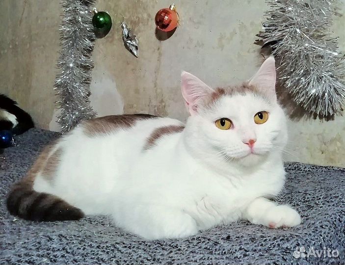 Аманда очень Вас ждёт