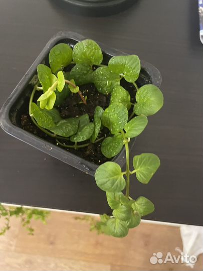 Вербейник монетчатый