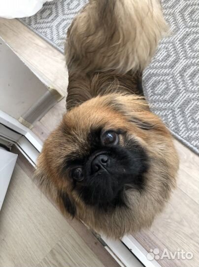 Вязка пекинес