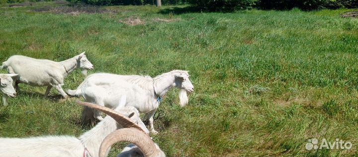 Зааненская коза