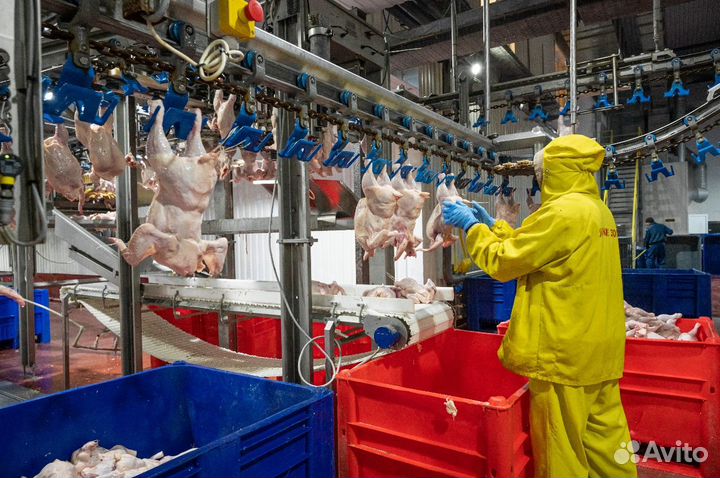 Птицефабрика упаковщик