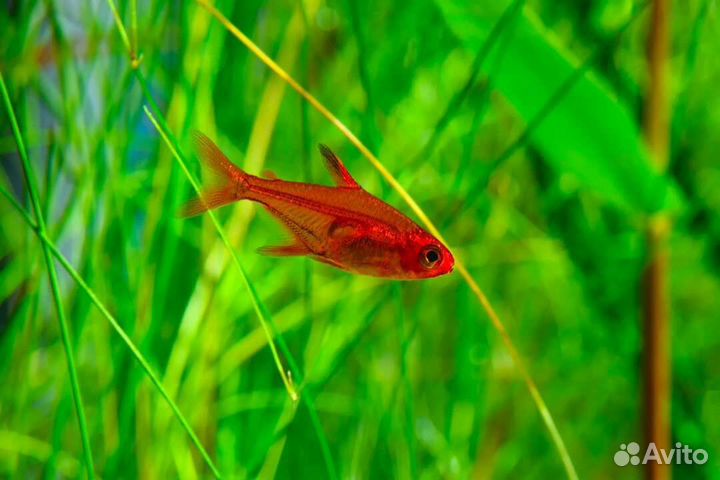 Данио margaritatus