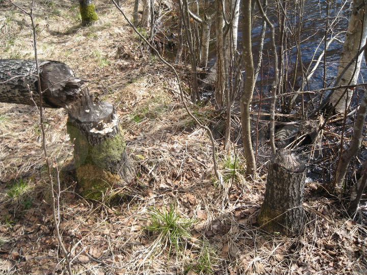 Участок 4,87 га (СНТ, ДНП)