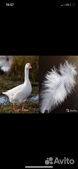 Приобрету пух перо подушки перины