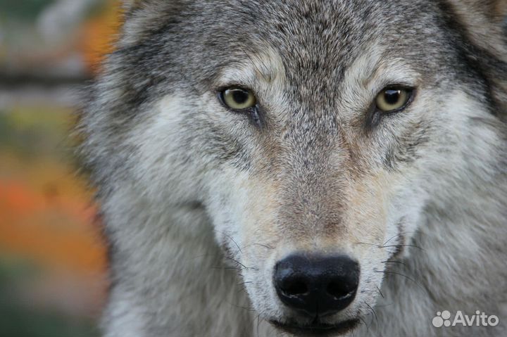 Чучело/шкура волка