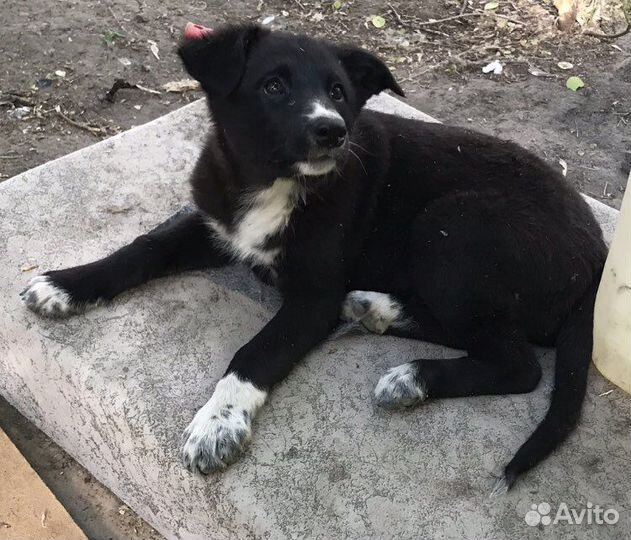 Щенки в добрые руки