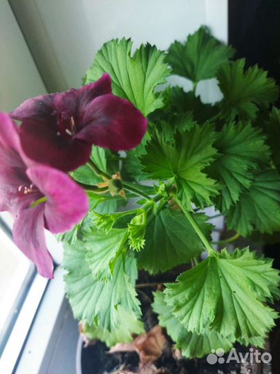 Пеларгония герань королевская