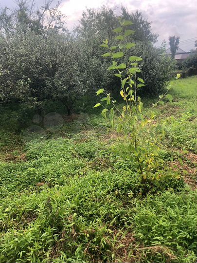 Участок 8 сот. (ИЖС)