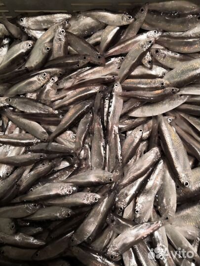 Тюлька оптом