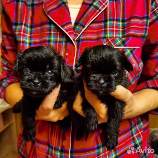 Малыши Аффенята