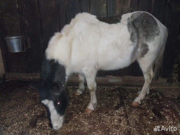 Шетлендские пони