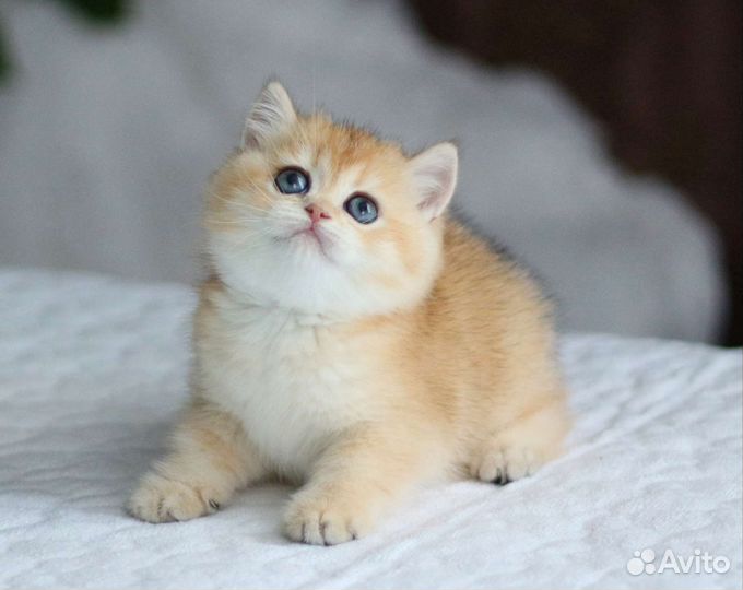 Золотые котята мальчики и девочки