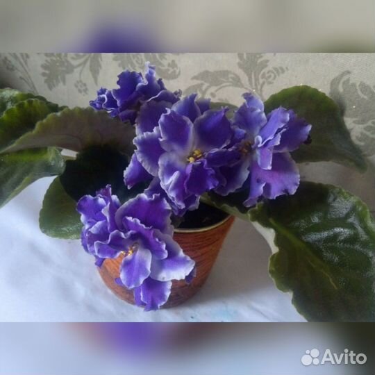 Сортовые фиалки