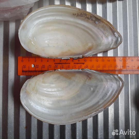 Мидия речная створки ракушка